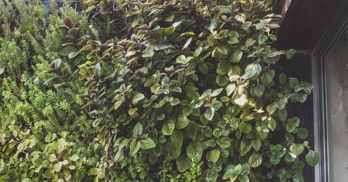 Muro verde Divisorio.