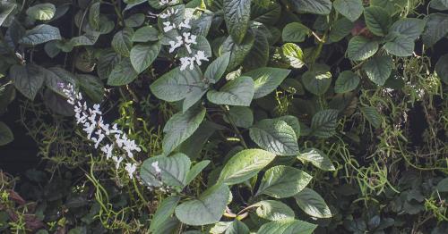 Muro Verde 1  2