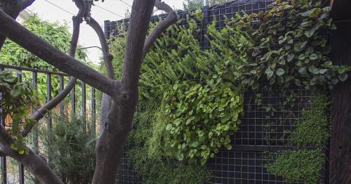 Muro verde 2 5